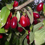 Кизил "Владімірський" (середній термін дозрівання, великоплідний сорт), фото 2