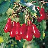 Кизил привабливий "Elegant" сажанець 2 роки (ранній термін дозрівання, високостійкий до морозів), фото 2