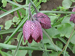 Fritillaria Meleagris (Фритиллярія/Рябчик Мелеагріс) Голландія, суміш., фото 2