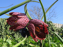 Fritillaria Meleagris mix (Фритиллярія/Рябчик шахова), Голландія, фото 3