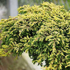 Ялівець звичайний Goldschatz на штамбі 0,9м, Можжевельник обыкновенный Голдшатц на штамбе, Juniperus communis, фото 4