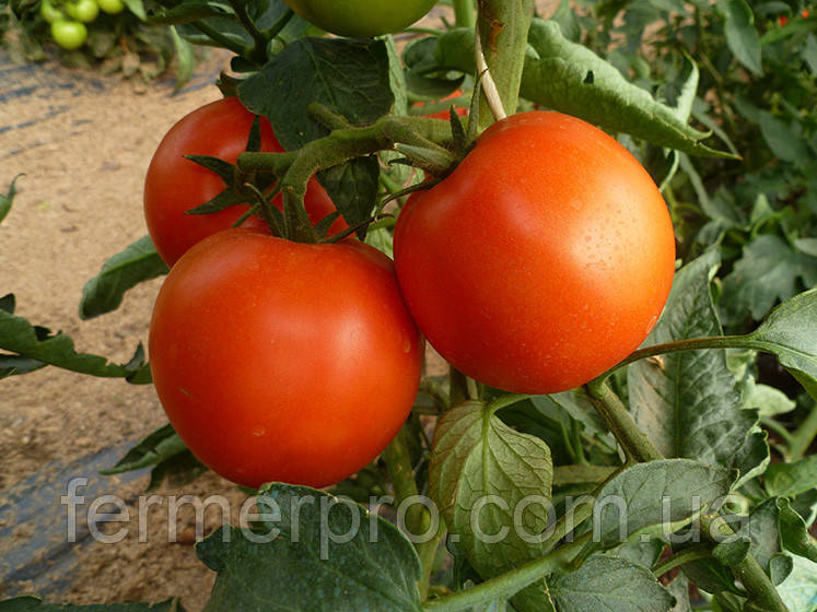 Семена томат Корвинус F1 1000 семян от Seminis - фото 4 - id-p64084722