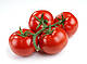 Насіння томат Корвінус F1 1000 насіння від Seminis, фото 5