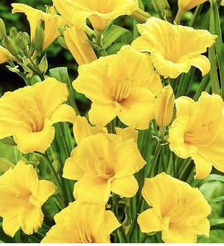 Лілейник Стелла Де Оро (100)