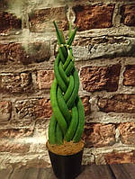 Сансевієрія циліндрика-коса контейнер 9 см гірчична рослина
