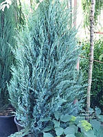 Ялівець скельний Мунглоу (Juniperus scopulorum Moonglow) h - 40-60 см в горщику С3 л