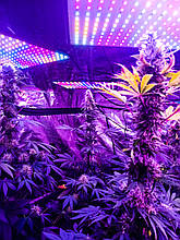 250W 225LED. Фитолампа для рослин. (Повний спектр. Гроубокс. Розсада. Лампа для рослин Парник) Soled.in.ua