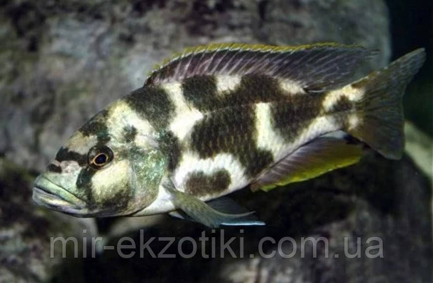 Німбохроміс лівінгстона (Nimbochromis livingstonii), фото 1
