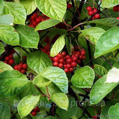 Лимонник китайский - Schisandra chinensis семена - фото 3 - id-p1563399734