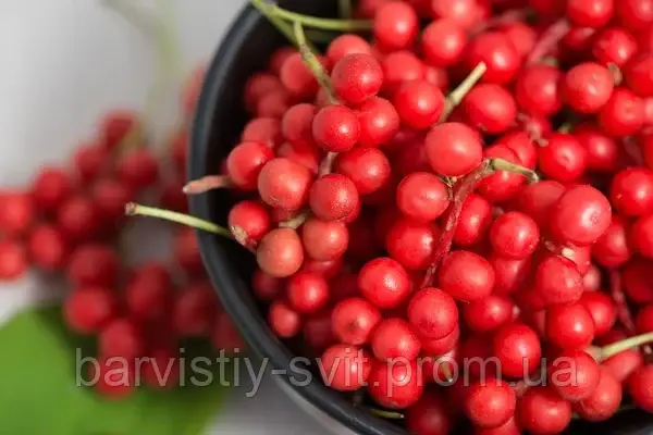 Лимонник китайский - Schisandra chinensis семена - фото 4 - id-p1563399734