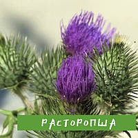 Клітковина розторопші