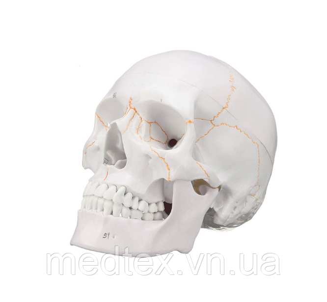 Модель людського черепа Neuvo 01W3 Співвідношення 1:1