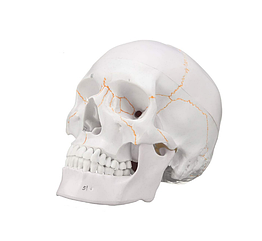 Модель людського черепа. Співвідношення 1:1