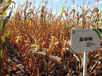 Семена кукурузы ДБ Хотин ФАО 280, фото 2