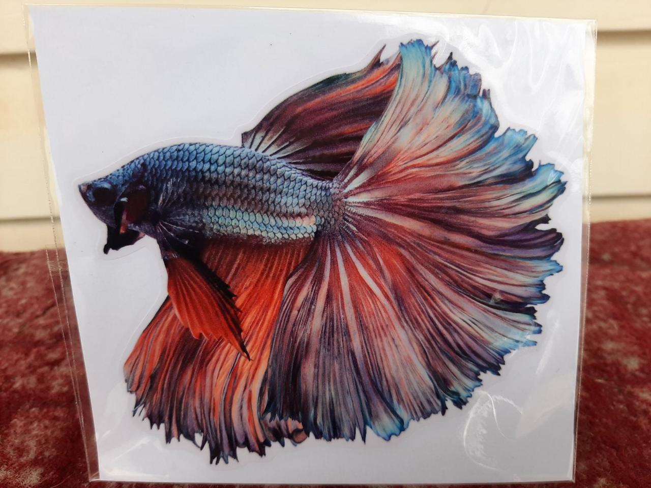 Вінілова наклейка Betta fish, N1300E.