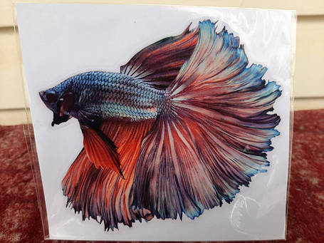 Вінілова наклейка Betta fish, N1300E., фото 1