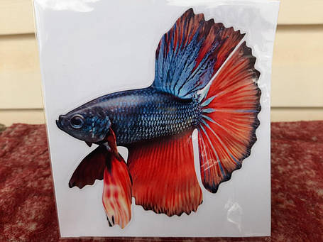 Вінілова наклейка Betta fish, N1300F., фото 1