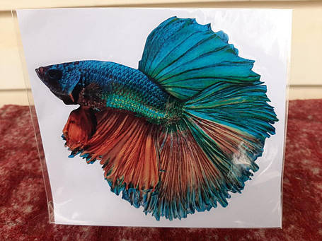 Вінілова наклейка Betta fish, N1300K., фото 1