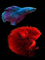 Картина Betta fish, 20х30 см, петушок двухвостый и петушок полумесяц.