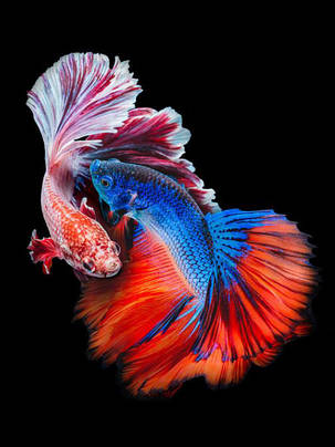 Картина Betta fish, 20х30 см, півник двухвостий мультиколор., фото 1