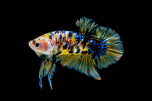 Картина Betta fish, 60х80 см, півник плакат мармуровий., фото 1