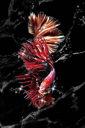 Картина Betta fish, 21х30 см, півник довгохвостий червоний., фото 1