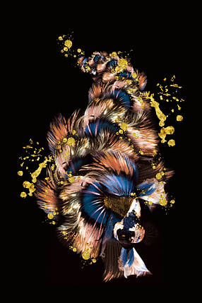 Картина Betta fish, 40х59.3 см, півник королівський мультиколор., фото 3
