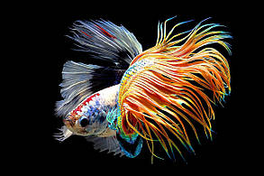 Картина Betta fish, 60х80 см, півник коронохвост мультиколор., фото 3