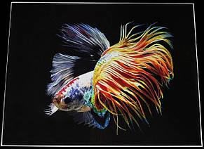 Картина Betta fish, 21х30 см, півник коронохвост мультиколор., фото 3
