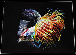 Картина Betta fish, 60х80 см, півник коронохвост мультиколор., фото 1