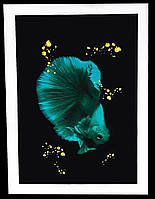 Картина Betta fish, 21х30 см, петушок полумесяц бирюзовый.