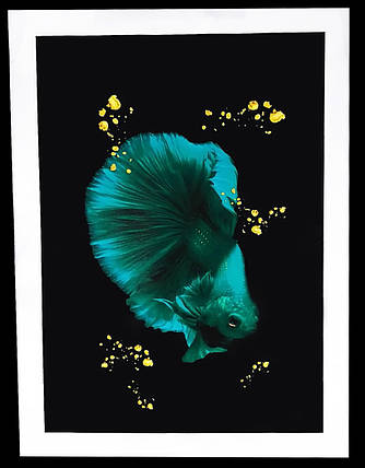 Картина Betta fish, 21х30 см, півник півмісяць бірюзовий., фото 1