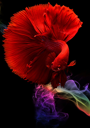 Картина Betta fish, 21х30 см, півник червоний півмісяць., фото 3