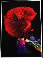 Картина Betta fish, 21х30 см, петушок полумесяц красный.