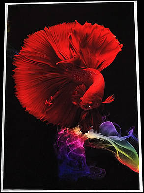 Картина Betta fish, 21х30 см, півник червоний півмісяць., фото 1