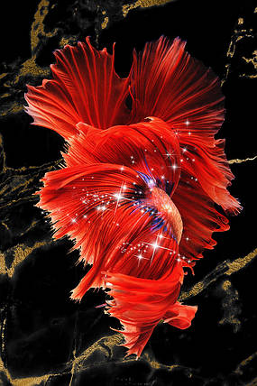 Картина Betta fish, 40х59.3 см, півник розахвост червоний., фото 3