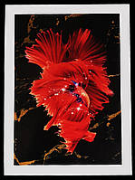 Картина Betta fish, 21х30 см, петушок розахвост красный.