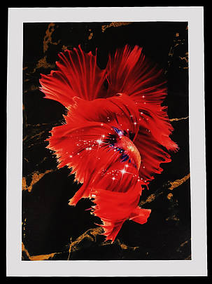 Картина Betta fish, 21х30 см, півник розахвост червоний., фото 1