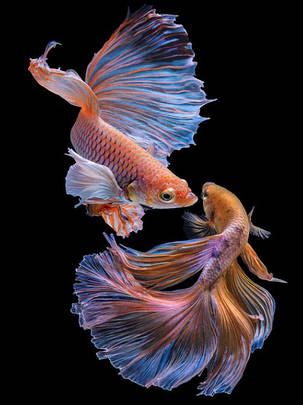 Картина Betta fish, 40х60 см, півник вуалевый мультиколор., фото 3