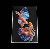 Картина Betta fish, 40х60 см, петушок вуалевый мультиколор.