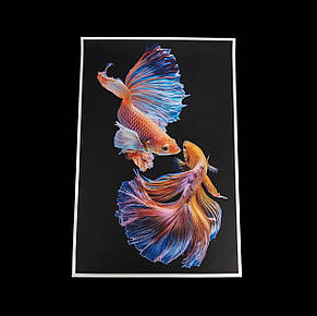 Картина Betta fish, 40х60 см, півник вуалевый мультиколор., фото 1