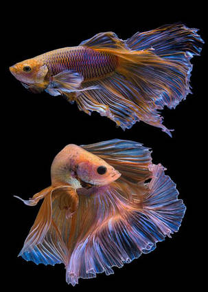 Картина Betta fish, 40х60 см, півник вуалевый різнобарвний., фото 3