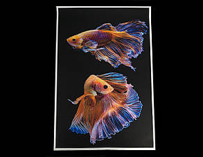 Картина Betta fish, 40х60 см, півник вуалевый різнобарвний., фото 1