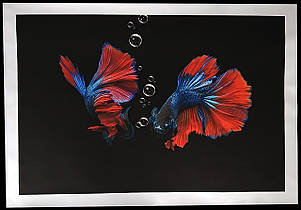 Картина Betta fish, 40х60 см, півник дельта червоно-синій., фото 1