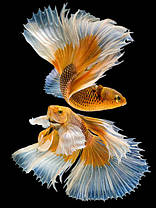 Картина Betta fish, 40х60 см, півник слоноухий золотисто-білий., фото 4