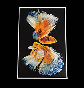Картина Betta fish, 40х60 см, півник слоноухий золотисто-білий., фото 1