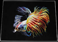 Картина Betta fish, 60х80 см, петушок коронохвост мультиколор.