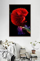 Картина Betta fish, 21х30 см, півник червоний півмісяць., фото 5