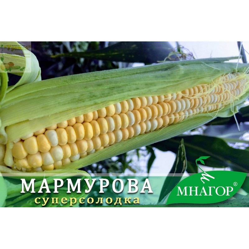 Семена кукуруза сахарная Мраморная F1, 200 семян - фото 2 - id-p986133219