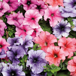 Petunia grandiflora Петунія Трітунія Вейнед Мікс 50 драже
